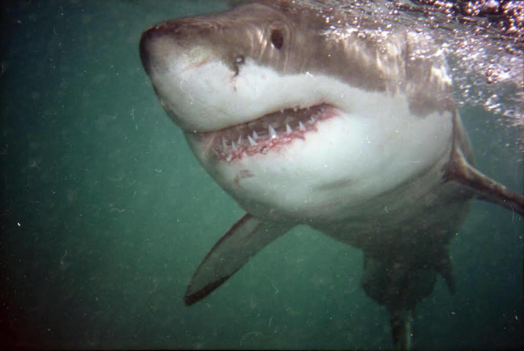 ホテル アイル デル マール ゲスト ハウス Kleinbaai エクステリア 写真